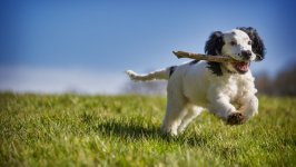 Desktop wallpaper. Dogs. ID:137528