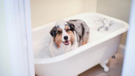 Desktop wallpaper. Dogs. ID:137650