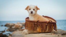 Desktop wallpaper. Dogs. ID:138125