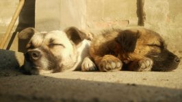 Desktop wallpaper. Dogs. ID:145828