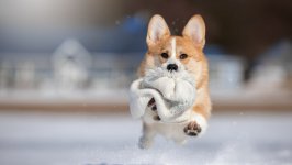 Desktop wallpaper. Dogs. ID:138421