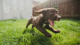 Desktop wallpaper. Dogs. ID:138536