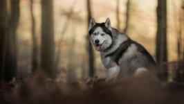 Desktop wallpaper. Dogs. ID:138557