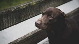 Desktop wallpaper. Dogs. ID:138748