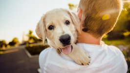 Desktop wallpaper. Dogs. ID:138825