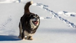 Desktop wallpaper. Dogs. ID:139623