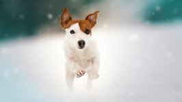 Desktop wallpaper. Dogs. ID:139624