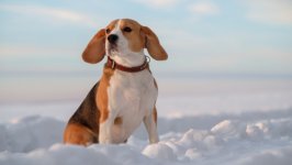 Desktop wallpaper. Dogs. ID:139626
