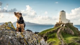 Desktop wallpaper. Dogs. ID:140875