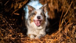 Desktop wallpaper. Dogs. ID:141036