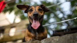 Desktop wallpaper. Dogs. ID:141590