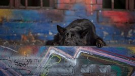Desktop wallpaper. Dogs. ID:141674