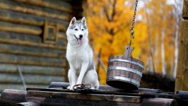 Desktop wallpaper. Dogs. ID:141889