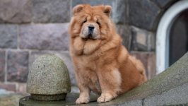 Desktop wallpaper. Dogs. ID:142111