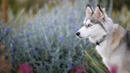 Desktop wallpaper. Dogs. ID:142211