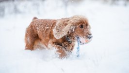 Desktop wallpaper. Dogs. ID:143098