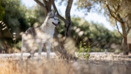 Desktop wallpaper. Dogs. ID:145494