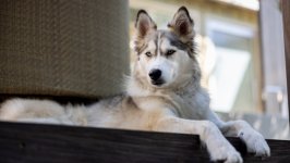 Desktop wallpaper. Dogs. ID:145956