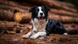 Desktop wallpaper. Dogs. ID:147038