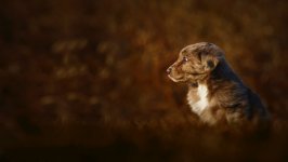 Desktop wallpaper. Dogs. ID:147328