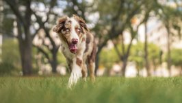 Desktop wallpaper. Dogs. ID:149720