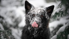 Desktop wallpaper. Dogs. ID:151834