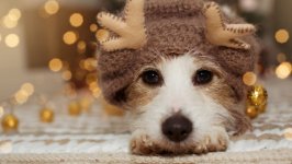 Desktop wallpaper. Dogs. ID:151896