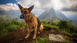 Desktop wallpaper. Dogs. ID:152437