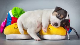 Desktop wallpaper. Dogs. ID:153755