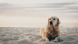 Desktop wallpaper. Dogs. ID:157449