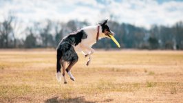 Desktop wallpaper. Dogs. ID:157703