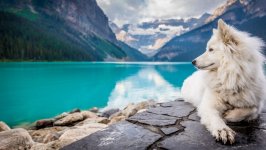 Desktop wallpaper. Dogs. ID:158016