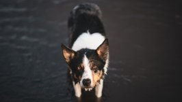 Desktop wallpaper. Dogs. ID:158291