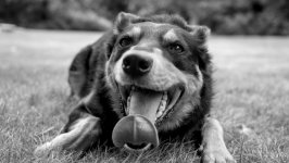 Desktop wallpaper. Dogs. ID:158850