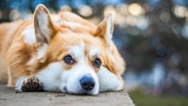 Desktop wallpaper. Dogs. ID:159913