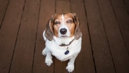 Desktop wallpaper. Dogs. ID:162807