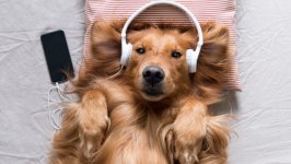 Desktop wallpaper. Dogs. ID:163971