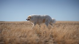 Desktop wallpaper. Dogs. ID:164141