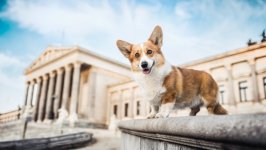 Desktop wallpaper. Dogs. ID:164387