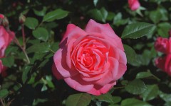 Desktop wallpaper. Flowers. ID:4530