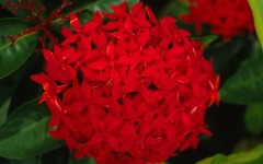 Desktop wallpaper. Flowers. ID:4531