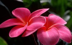 Desktop wallpaper. Flowers. ID:4532