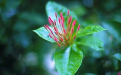 Desktop wallpaper. Flowers. ID:4533