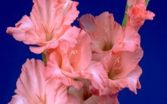 Desktop wallpaper. Flowers. ID:4534
