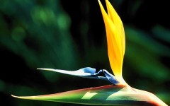 Desktop wallpaper. Flowers. ID:4535
