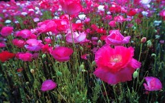 Desktop wallpaper. Flowers. ID:4536