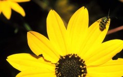 Desktop wallpaper. Flowers. ID:4537