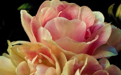 Desktop wallpaper. Flowers. ID:4538