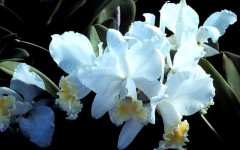 Desktop wallpaper. Flowers. ID:4540
