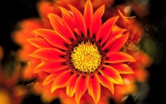 Desktop wallpaper. Flowers. ID:4543